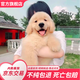 朵蔓純種金毛犬幼犬雙血統(tǒng)大骨架金毛家養(yǎng)大型家庭犬金毛聰明寵物狗狗 血統(tǒng)級 金毛 公