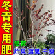 艾尚棵冬青樹專用肥料北美冬青營養(yǎng)液白粉病黑斑枯枝根腐四季噴葉鐵冬青 買2送1【落果/干癟/發(fā)黑】營養(yǎng)液