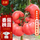 北蔬 番茄苗帶土大粉果四季盆栽蔬菜苗 大粉番茄苗6棵源頭直發(fā)包郵