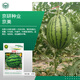 京農研西瓜甜瓜種子8424麒麟甜王無(wú)籽京欣西瓜大興L600超甜彩瓤小西瓜 京美甜王 20克