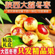 一級果 陜西大荔冬棗 新鮮 大棗 鮮棗 棗子 冬棗禮盒  順豐JD包郵 精選大果 凈重2斤 單果16g-20g