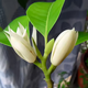 致薈樹(shù)白玉蘭樹(shù)苗老樁黃角蘭盆栽室內白蘭花帶花苞庭院濃香型四季開(kāi) 精品白蘭【4年苗60cm高】花期帶花苞