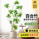 花行榜大型綠植物客廳室內盆栽花卉金心百合竹1.5-1.7m聚寶盆源頭直發(fā)