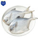 鮮到鮮得 東海銀鯧魚400g(2條裝) 生鮮魚類 海鮮水產(chǎn) 海魚 燒烤