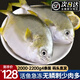 漁吻 金鯧魚新鮮鯧魚海捕 深海魚平魚鯧魚鮮活冷凍魚類金昌魚 金鯧魚550g/條*4條