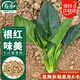 壽禾 大葉菠菜種子種苗耐寒秋季蔬菜種籽 搶鮮大葉菠菜種子30g*3袋