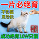 貓咪禁情片公貓母貓貓鬧貓叫專(zhuān)用禁情液絕情粉嚎叫貓舒靜 1瓶 收藏加購優(yōu)先發(fā)貨 貓咪抑情片