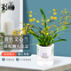 劉閣蘭花5色文心蘭 水培文心蘭帶懶人花盆發(fā)貨現帶花苞夢(mèng)香蘭迷你室內花卉 黃色帶5支生花劍，帶懶人盆