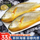 尚致冰鮮黃花魚(yú)青島新鮮大黃魚(yú)生鮮黃魚(yú)鮮活冷凍特大深海魚(yú)海鮮禮盒 大黃花魚(yú)1斤/條【3條】