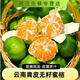 春福樂 云南蜜桔【產(chǎn)地直發(fā)】青皮無籽新鮮當(dāng)季時(shí)令水果酸甜孕婦柑橘 甄選9斤【單果55-65MM】凈重8.5 人工挑選 | 70%選擇