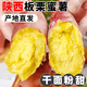 康田匯 陜西板栗紅薯蜜薯當(dāng)季新鮮蔬菜生鮮自然熟地瓜番薯果蔬整箱 精選凈重2.5-2斤新鮮現(xiàn)挖 新鮮水果