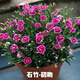 齊哲初吻石竹花苗盆栽帶花苞庭院耐寒草坪多年生花期長(zhǎng)四季開花 初吻四盆、不含盆