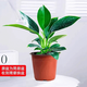 藝萱金鉆綠公主盆栽帶花苞綠籮蘿水培植物辦公室內花卉綠植四季好養活 特價(jià)金鉆20cm1顆（簡(jiǎn)易盆）+營(yíng)養液