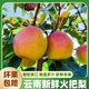 正宗云南紅梨火把梨小酥梨酸甜現(xiàn)摘應(yīng)當(dāng)季新鮮孕婦水果梨子香梨 5斤 小果（100-130g）