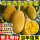 瑯闕馬來西亞5號菠蘿蜜樹果樹苗室內(nèi)外庭院南北方地栽20-30cm源頭直發(fā)