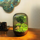 MPPMCK生命之樹(shù)苔蘚微景觀(guān)生態(tài)瓶創(chuàng  )意桌面造景盆景綠植盆栽節日生日禮物 成品煙灰款生態(tài)