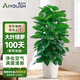 愛優(yōu)尚大葉綠蘿柱盆栽客廳大型綠植辦公室內(nèi)除甲醛凈化空氣綠籮源頭直發(fā)