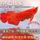 印尼紅龍魚活魚純血招財(cái)風(fēng)水魚大湖紅龍魚金龍魚幼苗熱帶魚觀賞魚 【源頭廠家】紫嫣紅龍魚+包發(fā)色 25-30cm【漁場(chǎng)直銷】