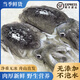 鮮喜利新鮮大墨魚鮮活冷凍墨魚仔超大生鮮水產(chǎn)海鮮烏賊目魚整只不泡藥 【中號(hào)2只裝】每只約 250g(凈重)