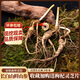 秦鼎泰新鮮林下參長(cháng)白山人參整枝泡酒專(zhuān)用煲湯東北野外生長(cháng)籽參林下山參 新鮮山參50克（約6-7支）