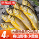 彈指鮮生舟山野生小黃魚(yú)  新鮮冷凍海捕黃花魚(yú) 生鮮魚(yú)類(lèi)燒烤食材 小黃魚(yú)【凈重4斤】 約12-15條/斤