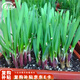 壽禾 韭菜籽種子苗寬葉四季盆栽菜籽 獨根紅韭菜種子12g約2200粒 