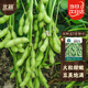 北蔬 毛豆種子苗粒大鮮食大莢青黃豆菜豆四季種籽 淮鮮豆7號種子500g