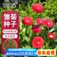 花沃里雛菊花種子約1000粒 花卉種子陽(yáng)臺(tái)盆栽種菜土四季草籽庭院/田間種