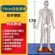 通.用人體針灸模型穴位中醫(yī)十二經(jīng)絡(luò)圖全身銅人?？稍樉毩?xí)小皮 178cm大字/硬質(zhì)/白色男?？套中? title=