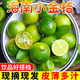 新鮮采摘海南小青檸小金桔青檸檬青橘新鮮奶茶店火鍋店用 1斤裝