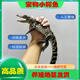 【萬人選購】小鱷魚幼苗 寵物小鱷魚 活體小鱷魚 包活到家 1條（30厘米長）