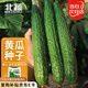 北蔬 黃瓜種子苗老品種夏種密刺綠心蔬菜種籽 瓜滿多大黃瓜種子100粒