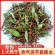 同仁堂山蜜草茶長(cháng)壽草巴馬養肝茶廣西涼茶壽山長(cháng)壽飲靈茶花草茶官方旗艦 京東自有品牌營(yíng)官方旗艦店胖東來(lái)線(xiàn)上超市 251g(想買(mǎi)就買(mǎi))