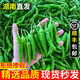 果小云樟樹(shù)港辣椒新鮮蔬菜薄皮嫩青椒湖南岳陽(yáng)下飯菜正宗旗艦店整箱順豐 2斤【順豐包郵】