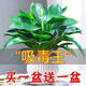 金鉆綠公主盆栽植物除甲醛綠植辦公室四季常青室內(nèi)客廳擺放花卉 【除甲醛】金鉆/大盆【買一送一】含加侖盆+肥料