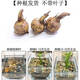 秋穎慈姑種根種苗茨菇苗水族裝飾淡水魚(yú)缸沼澤過(guò)濾植物中后景挺水植物 慈姑10顆