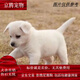 麥基樂 中華田園犬家養(yǎng)幼犬土狗小狗大黃狗純黑小白狗體活體種狗 田園級 白色田園犬 公母備注