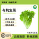 有機生菜意大利新鮮配送生菜葉菜云南農場(chǎng)生吃順豐包郵空運2100g 600g有機生菜