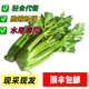 輕食高原生鮮清芹榨汁芹菜新鮮蔬菜低脂脆嫩水果西芹-胖東來(lái)同款 4包（200-300克每包）順豐包郵