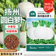 北蔬 蘿卜種子苗秋季小果型圓蘿卜清甜脆菜種籽 揚州圓白蘿卜種子20g
