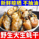 大號淡干生蠔干500g海鮮干貨牡蠣干海蠣干蠔豉干北海帶膏蠔干 【嘗鮮100克】生蠔干正宗煲湯炒菜