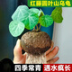 山烏龜植物金不換盆栽紅藤圓葉室內陽(yáng)臺爬藤觀(guān)葉水培好養綠植夏天 紅藤圓葉[4-6cm直徑]1個(gè)