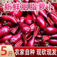 文枝四川重慶胭脂蘿卜泡菜專用涪陵特產(chǎn)新鮮紅心蘿卜批發(fā)農(nóng)家自種紅皮 500g