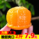 柏果相依秭歸湖北夏橙 當(dāng)季手剝酸甜橙子新鮮水果高山血多汁冰糖臍  可選 2斤裝中號(凈果約1.7斤)