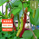 虹越（HONGYUE）2025新品果苗 果桑盆栽苗家庭果園庭院休閑種植桑葚果樹苗 臺(tái)灣長(zhǎng)果桑 P14盆栽苗