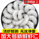 鼠大皇活剝青蝦仁鮮凍無(wú)冰大蝦仁特級新鮮冷凍手工去蝦線(xiàn)速凍白蝦類(lèi)商用 大號蝦仁 500g(凈重)