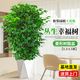花翁大型綠植物客廳室內盆栽花卉叢生幸福樹(shù)1.3-1.5m[菱形盆]源頭直發(fā)