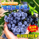 植男植女藍(lán)莓果樹(shù)苗南北方可種植陽(yáng)臺(tái)庭院盆栽地栽100-140cm源頭直發(fā)