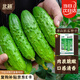 北蔬 唐山秋瓜黃瓜種子水果黃瓜秋季耐熱蔬菜種籽 唐山秋瓜種子約50粒