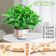 上賜新款盆套綠蘿盆栽室內(nèi)植物綠植水培長藤客廳綠籮新房家用凈化空氣 大盆【柿柿如意】創(chuàng)意綠蘿1盆+2肥
